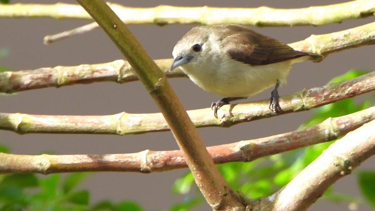 Nilgiri Flowerpecker - Girish Chhatpar