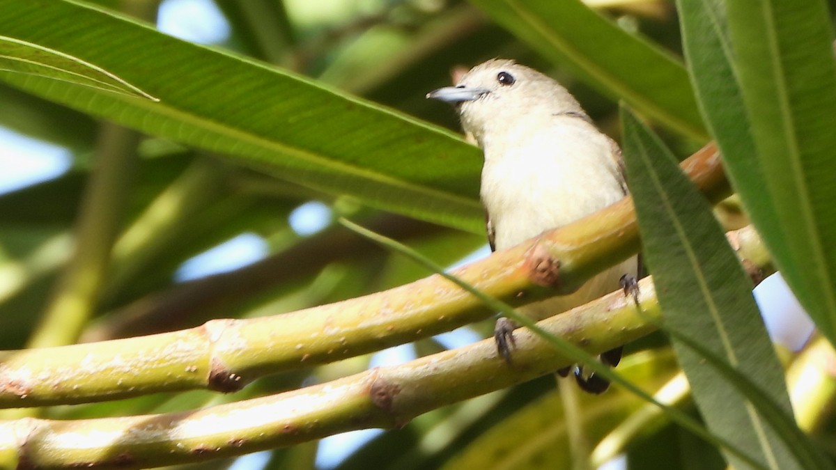 Nilgiri Flowerpecker - Girish Chhatpar