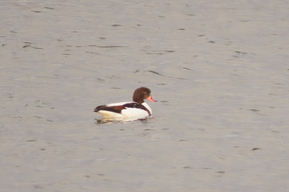 טדורנה - ML612782809