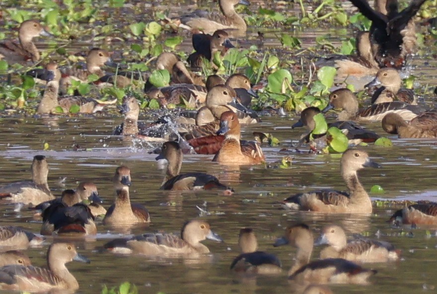 Fulvous Whistling-Duck - ML612782813