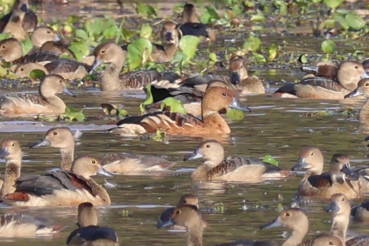 Fulvous Whistling-Duck - ML612782815
