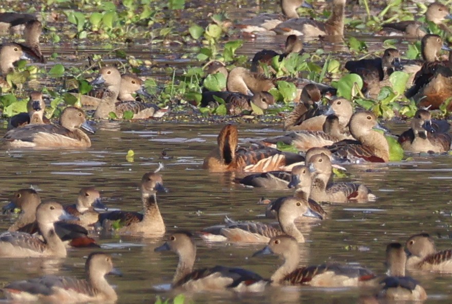 Fulvous Whistling-Duck - ML612782816