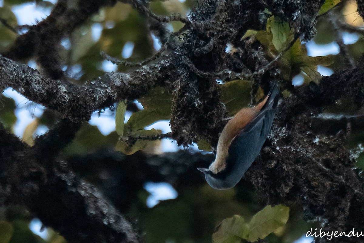 White-tailed Nuthatch - ML612782820