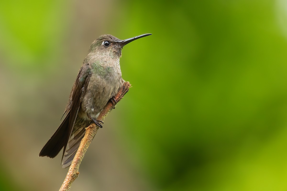 Sombre Hummingbird - ML612782953