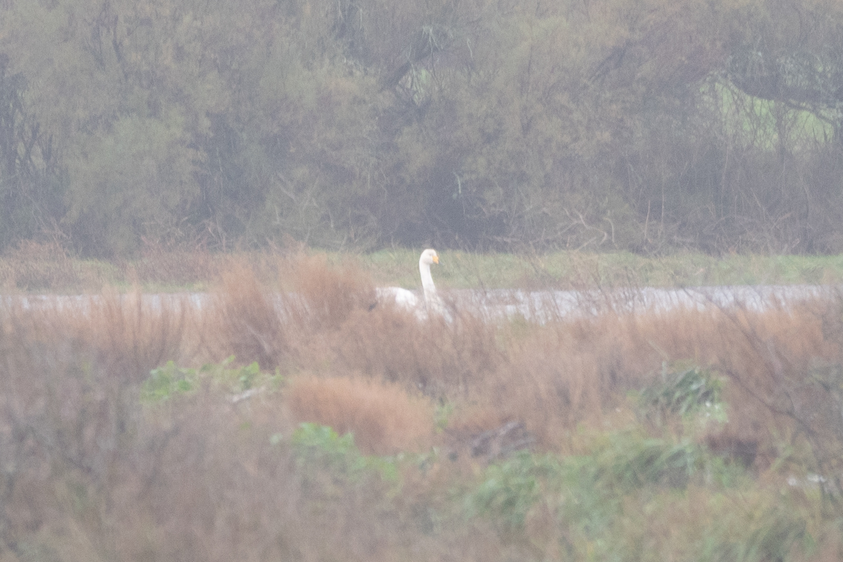 Whooper Swan - ML612782975