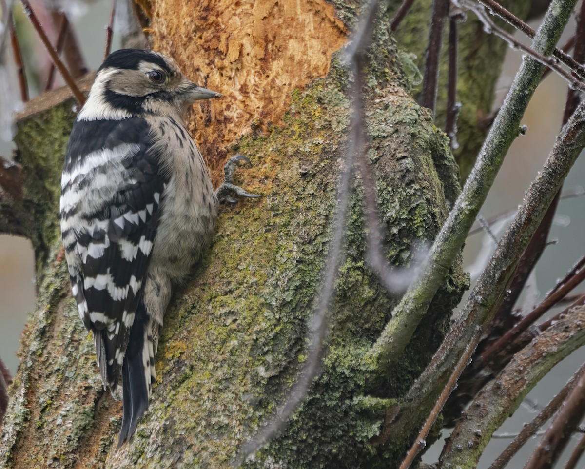 Lesser Spotted Woodpecker - ML612783002