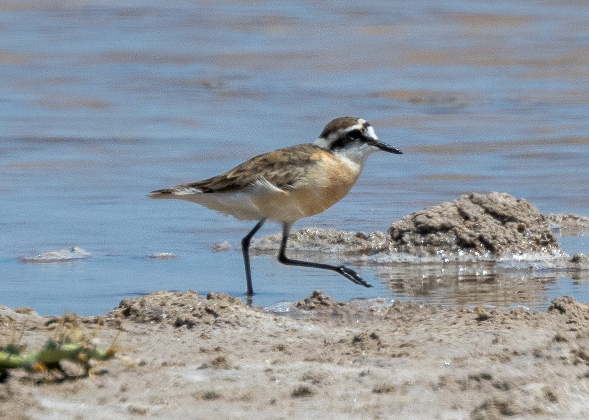 Kittlitz's Plover - ML612783033