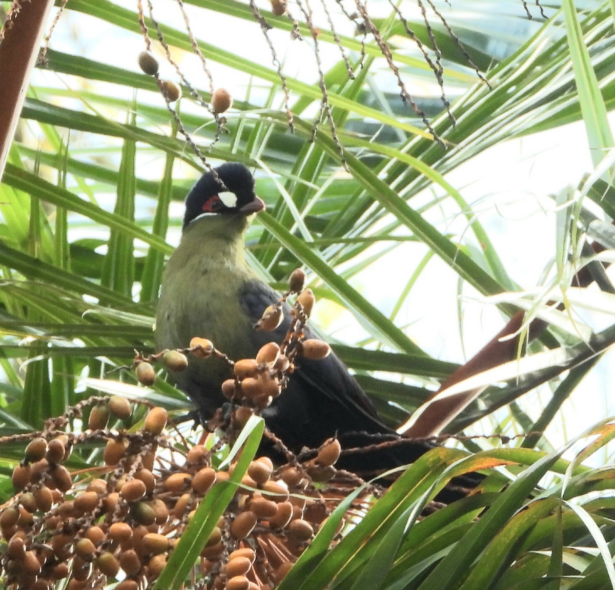 Hartlaub's Turaco - ML612783076