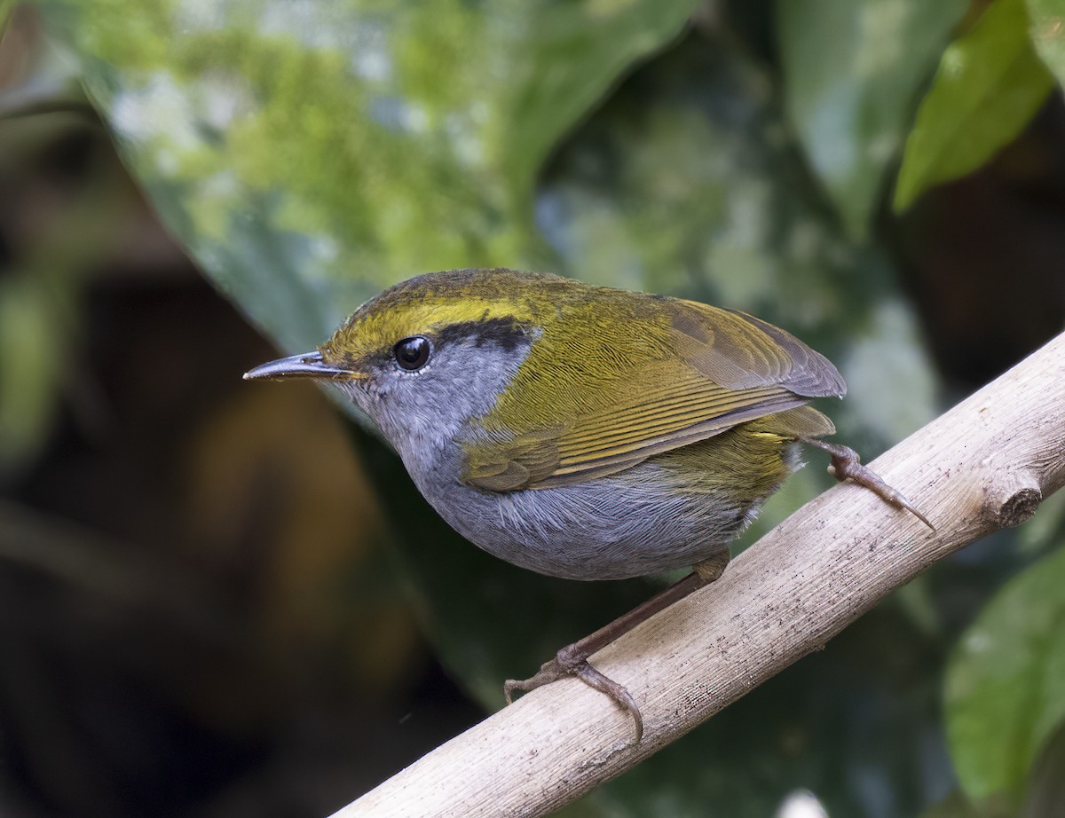 Gray-bellied Tesia - Ratul Singha