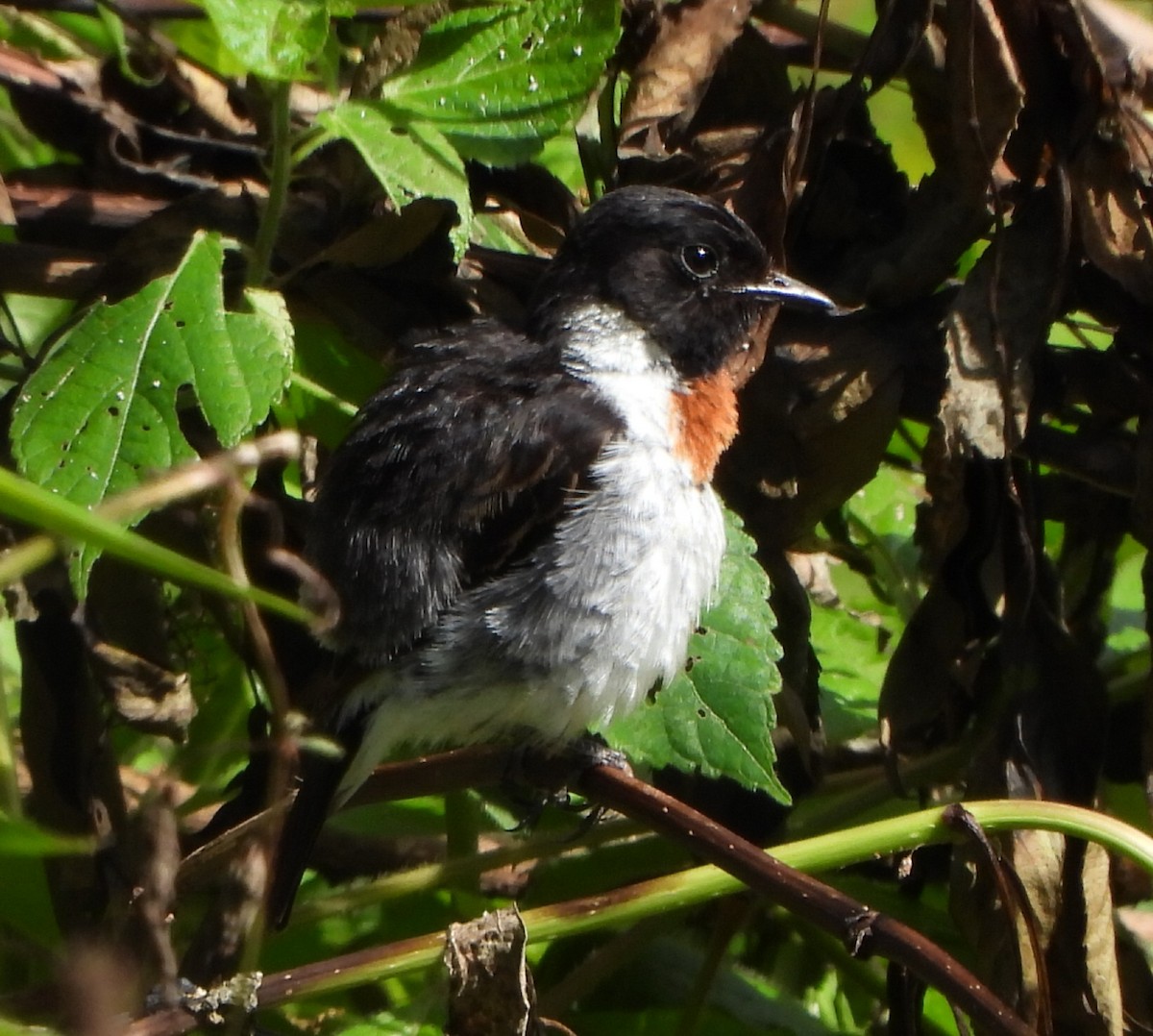 African Stonechat (African) - Doris  Schaule