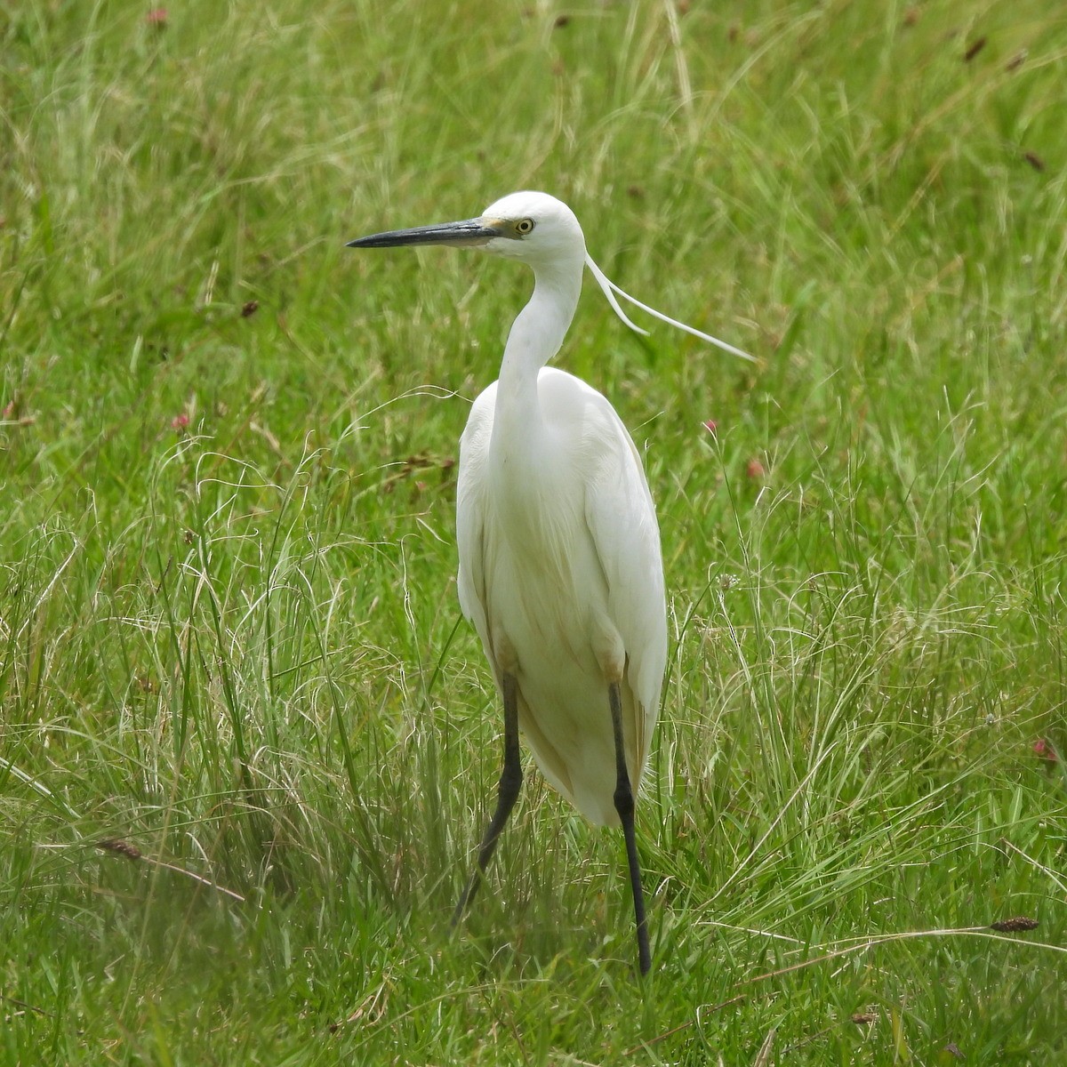 Little Egret - ML612783094