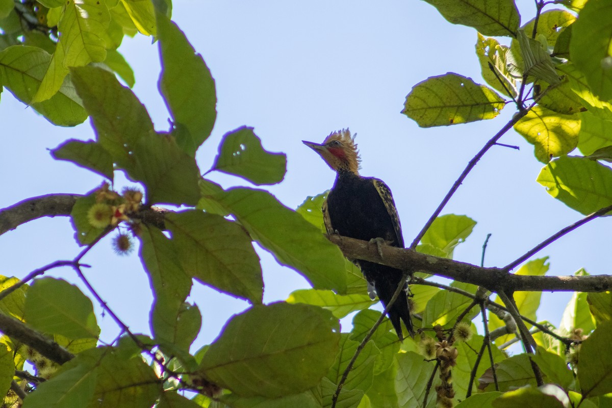 Ochre-backed/Blond-crested Woodpecker - ML612783103