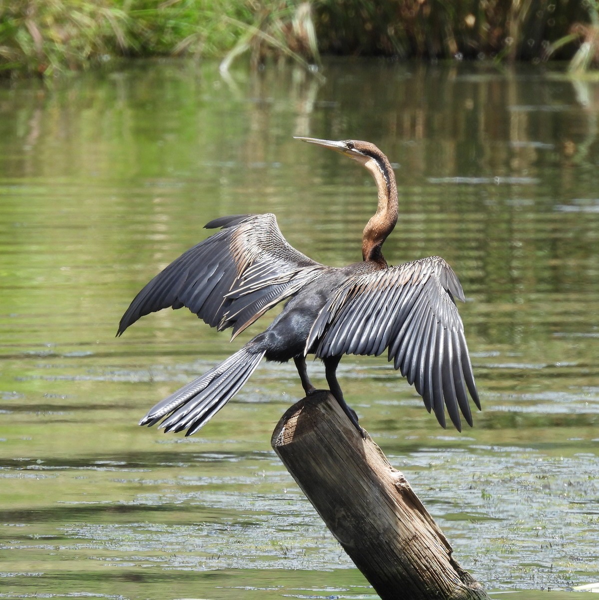 Anhinga d'Afrique - ML612783107