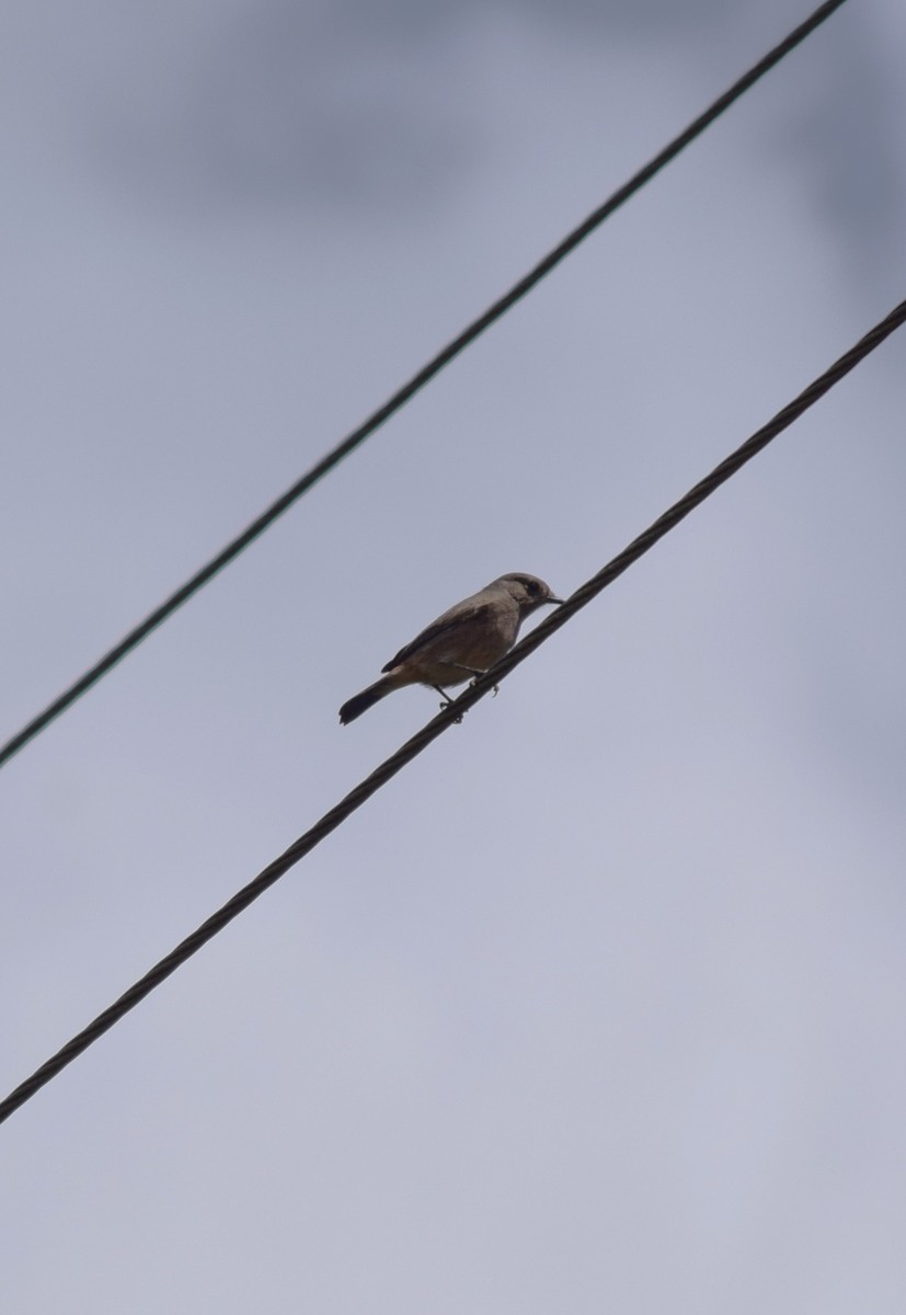 Black Redstart - ML612783132