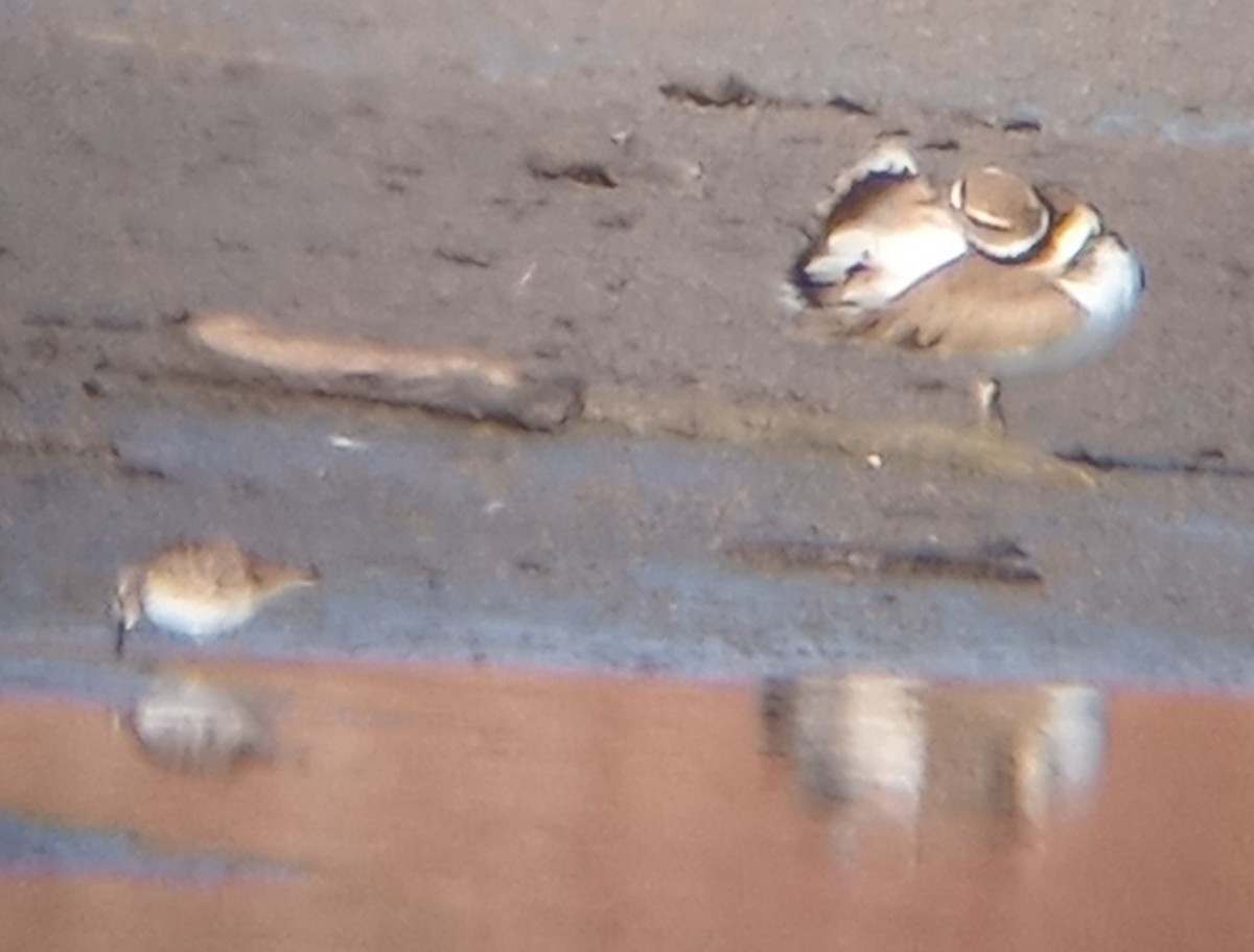 Least Sandpiper - ML612783139