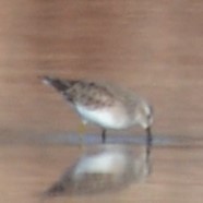 Least Sandpiper - ML612783140