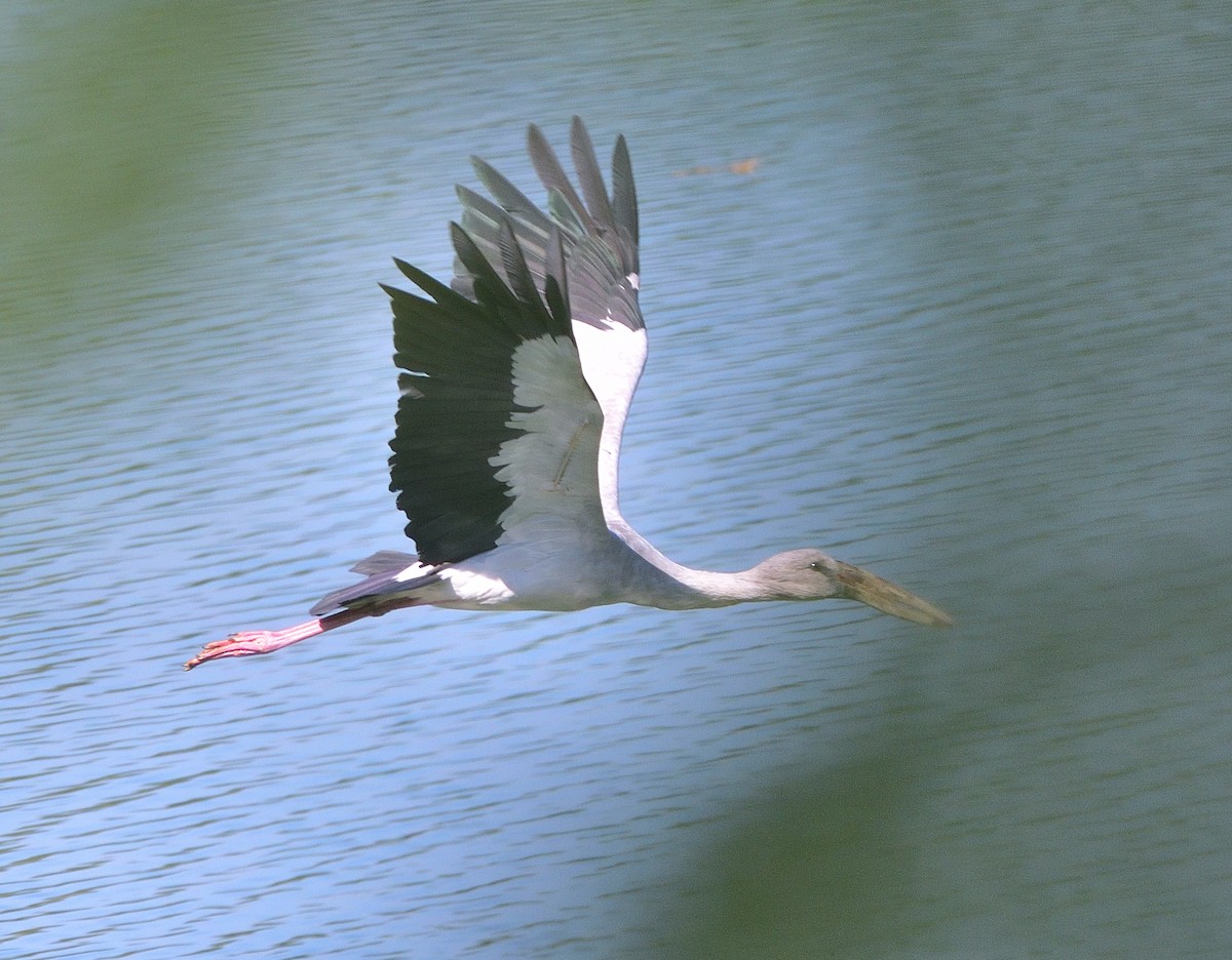 Asian Openbill - Arun Prabhu