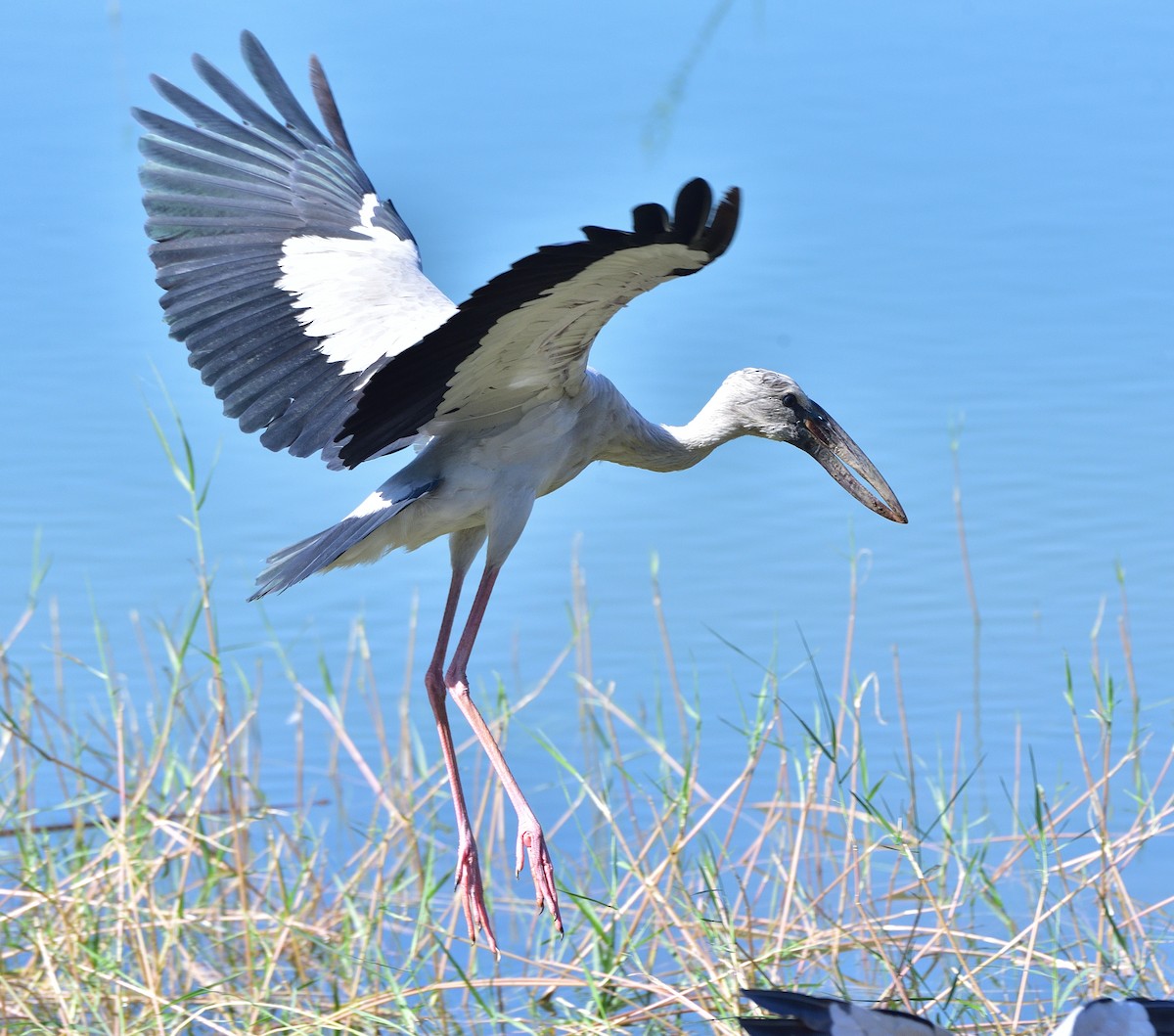 Asian Openbill - ML612783144