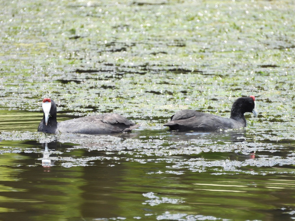 Red-knobbed Coot - ML612783154