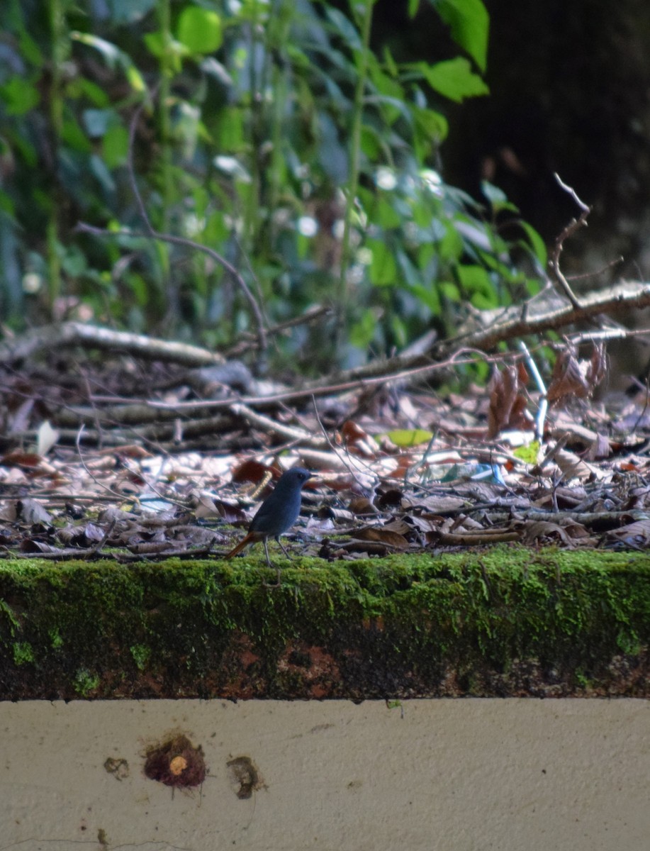 Plumbeous Redstart - ML612783156