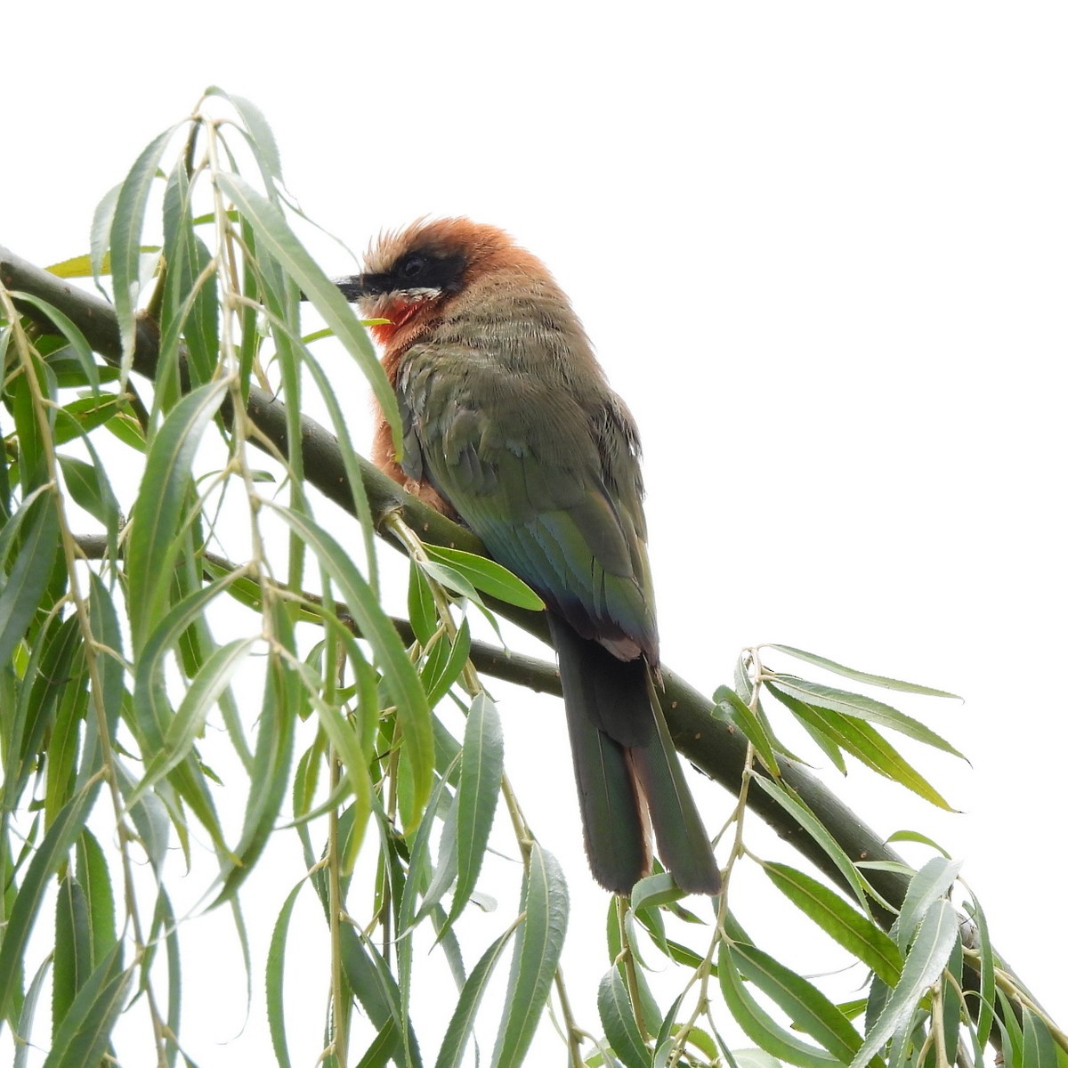 White-fronted Bee-eater - ML612783165