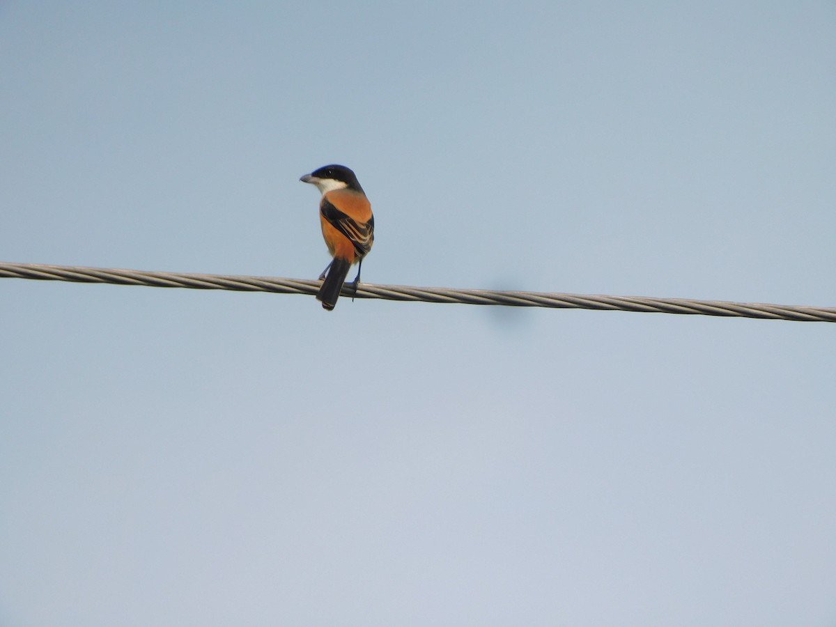 Long-tailed Shrike - ML612783193