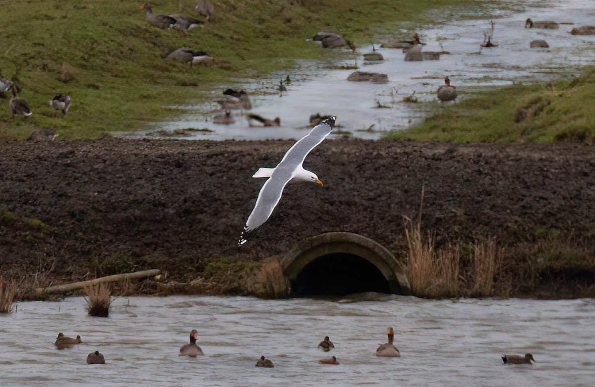 Yellow-legged Gull - ML612783211