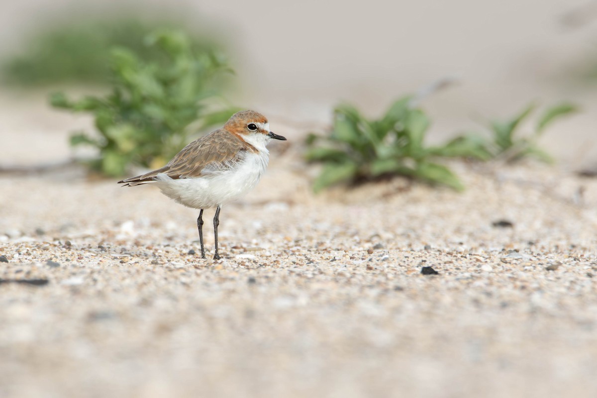 Red-capped Plover - ML612783212