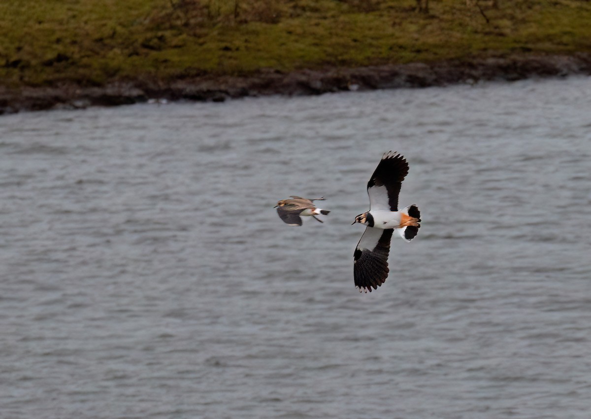 Northern Lapwing - ML612783218