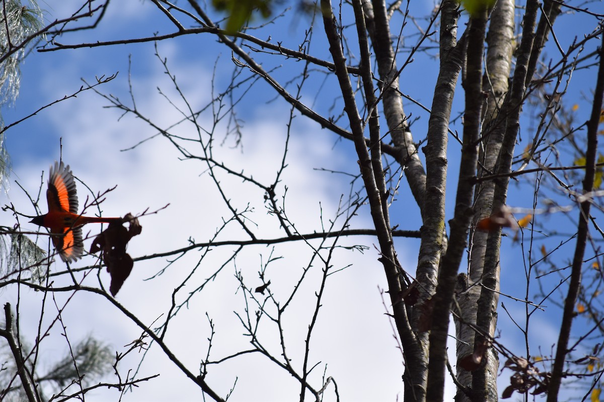 Long-tailed Minivet - ML612783221