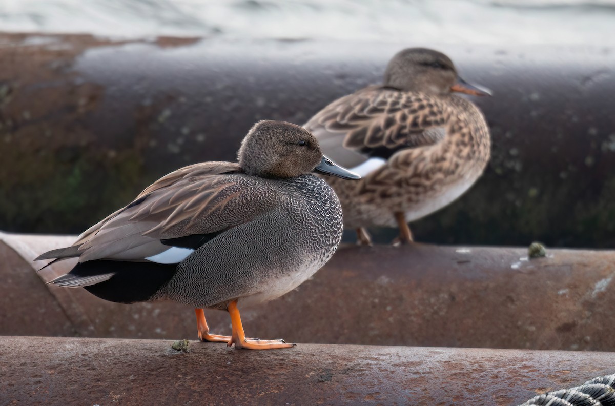 Gadwall - ML612783223