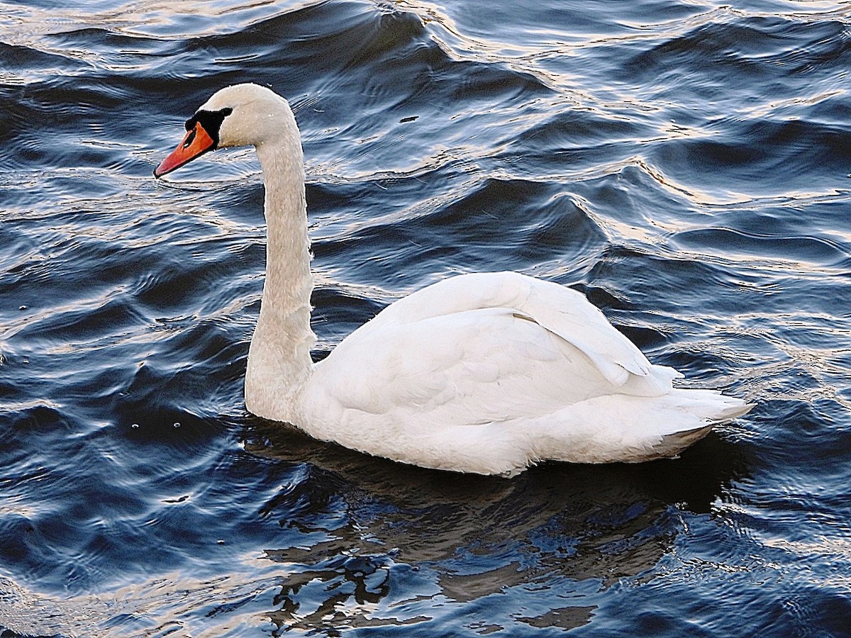 Mute Swan - Dave Hatton