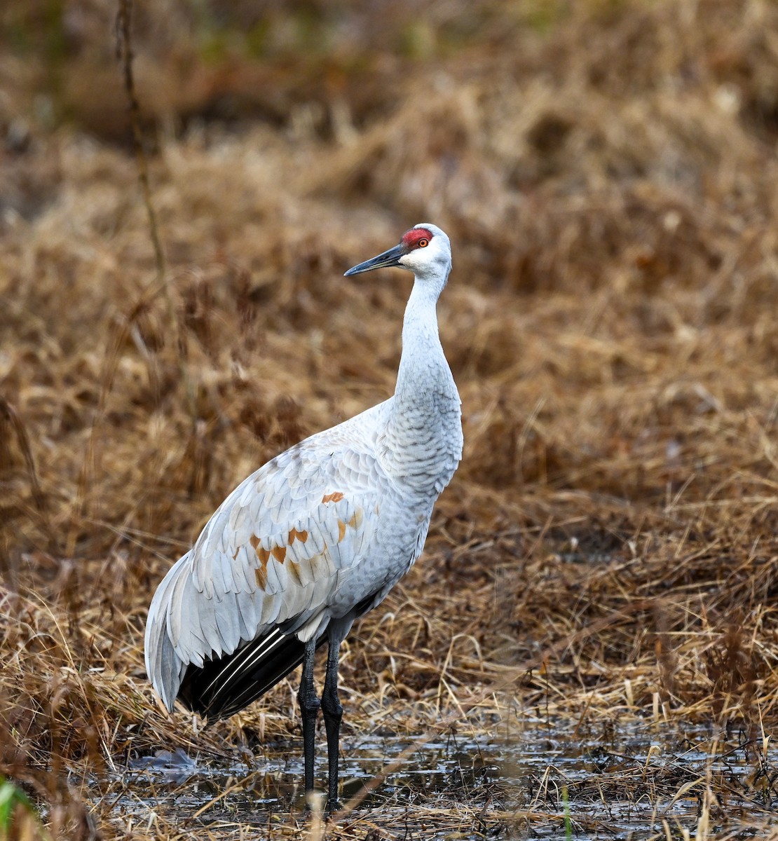 Sandhill Crane - ML612783362