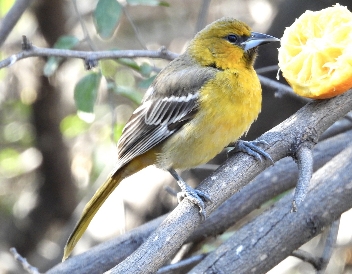 Streak-backed Oriole - Judith Ellyson