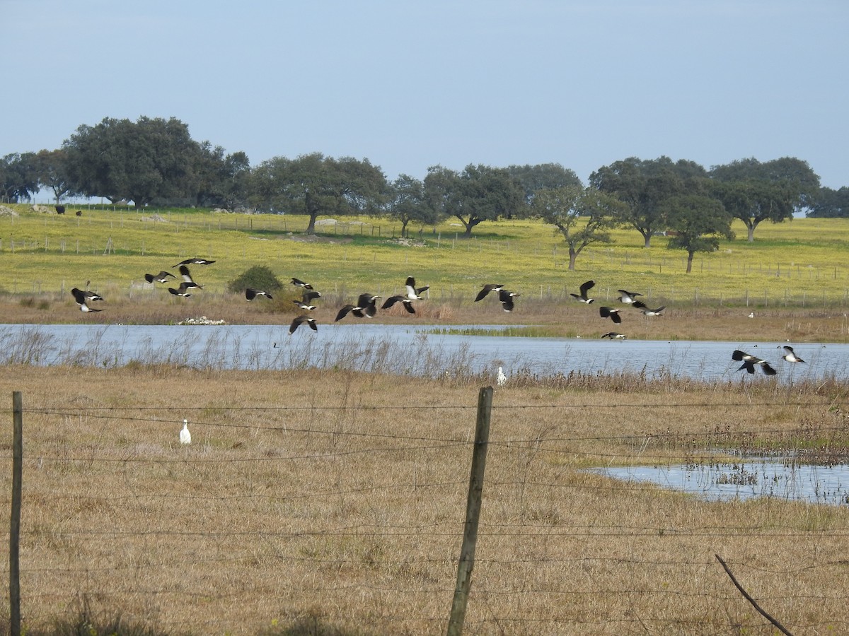 Northern Lapwing - ML612783398