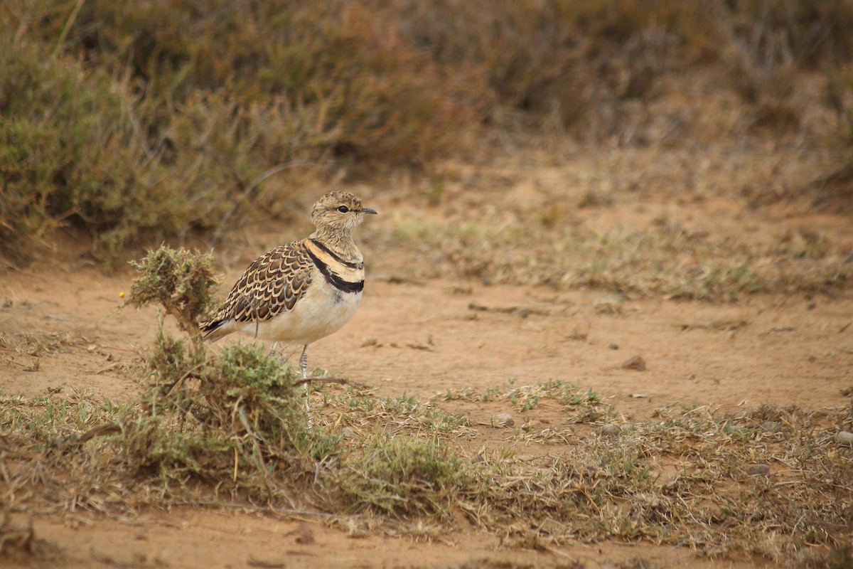 Double-banded Courser - ML612783503