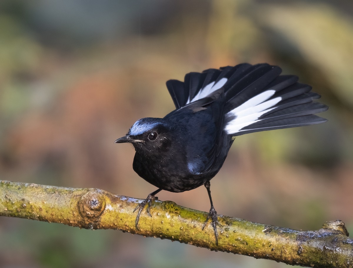 White-tailed Robin - Ratul Singha