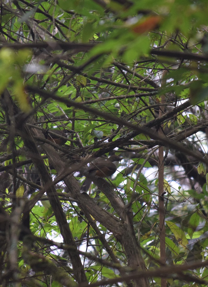 White-throated Laughingthrush - ML612783668