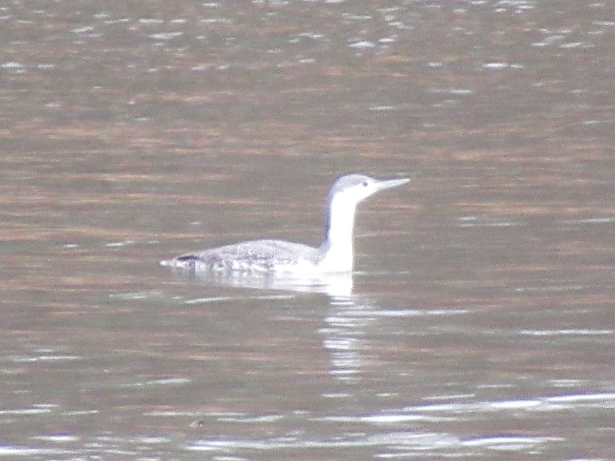 Red-throated Loon - ML612783734