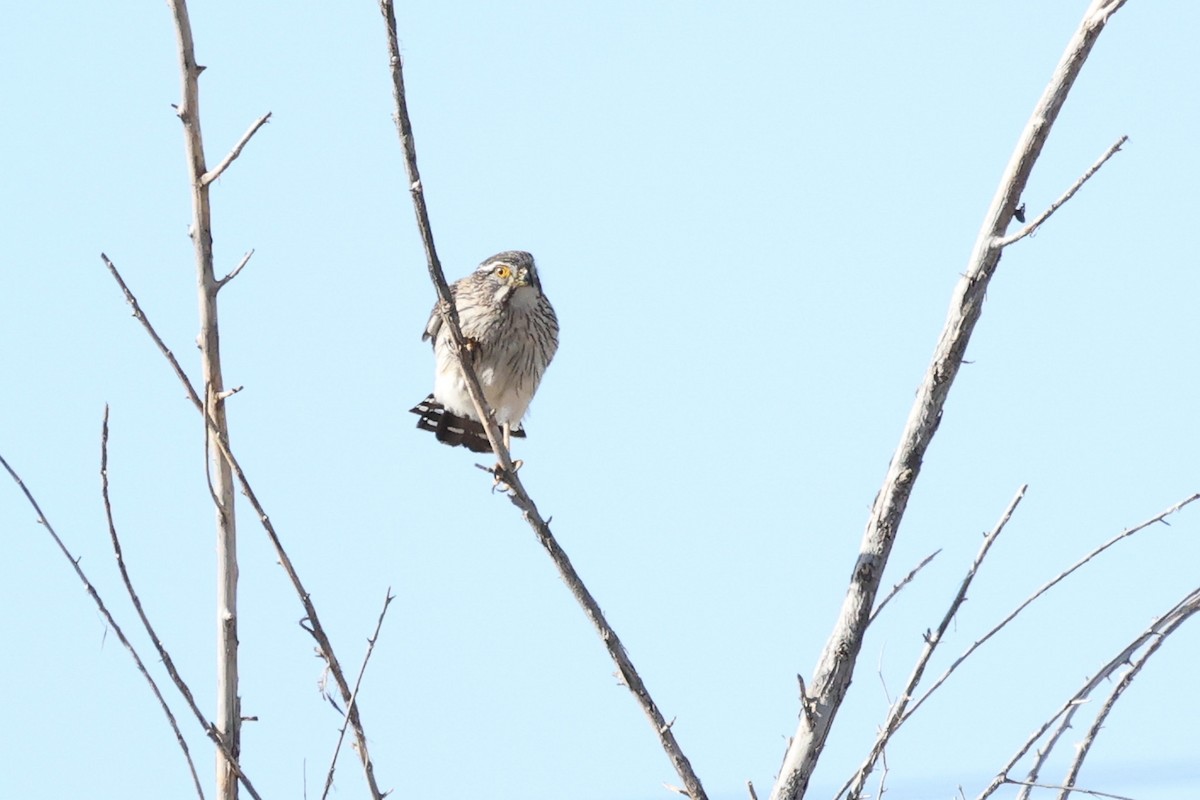 Spot-winged Falconet - Daniel Engelbrecht - Birding Ecotours