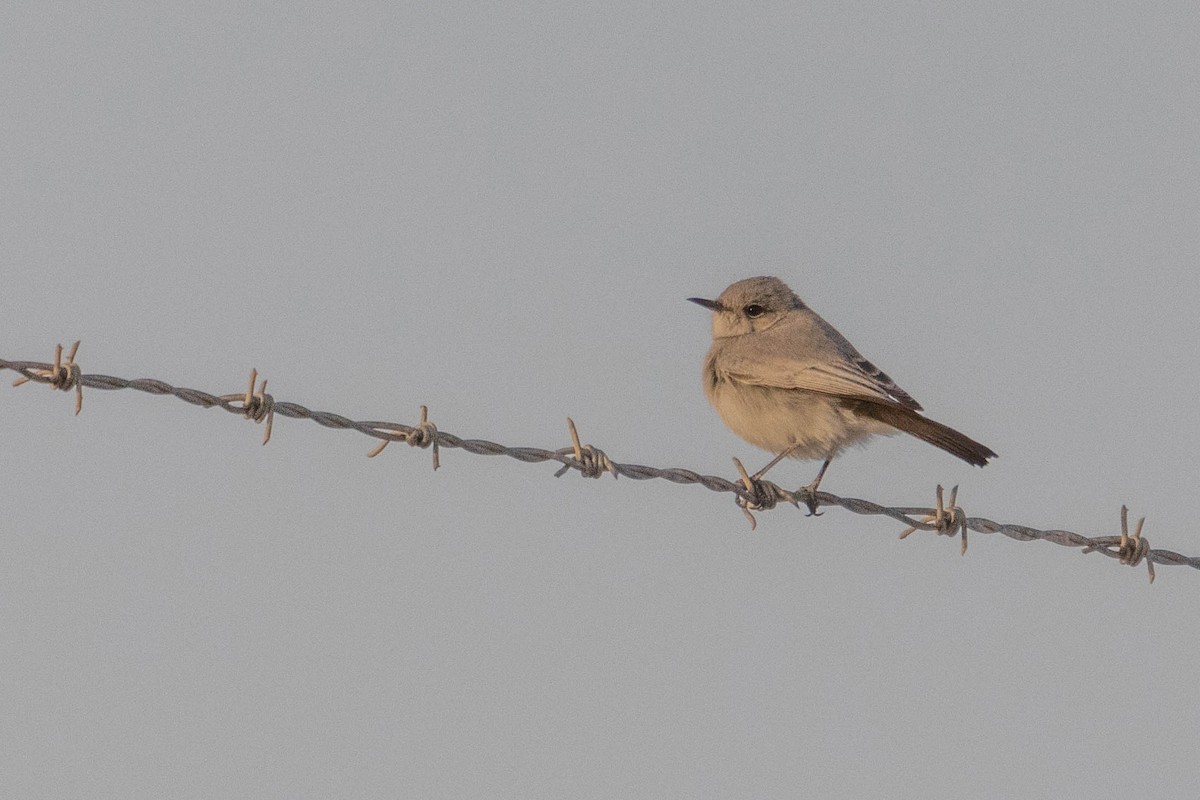 Blackstart - ML612783849
