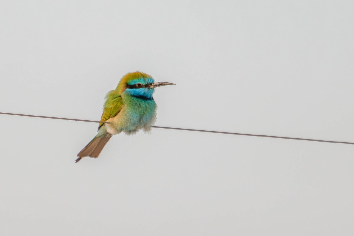 Arabian Green Bee-eater - ML612783853
