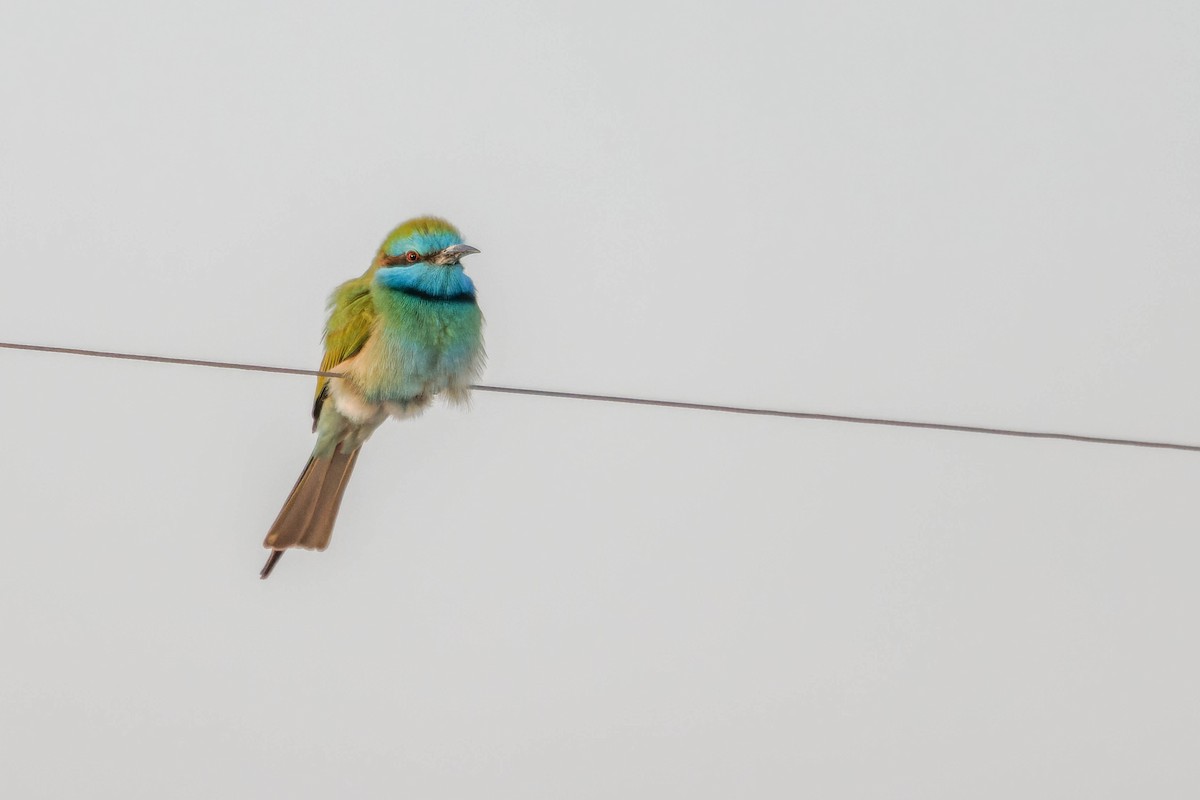 Arabian Green Bee-eater - ML612783854