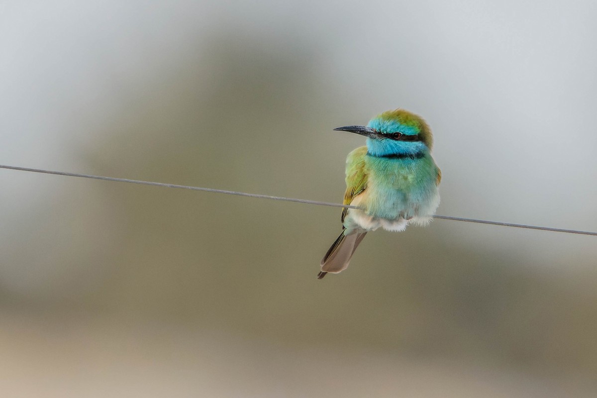 Arabian Green Bee-eater - ML612783855
