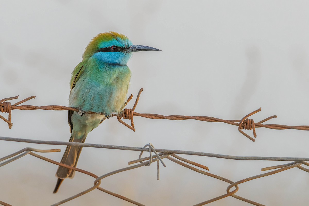 Arabian Green Bee-eater - ML612783856
