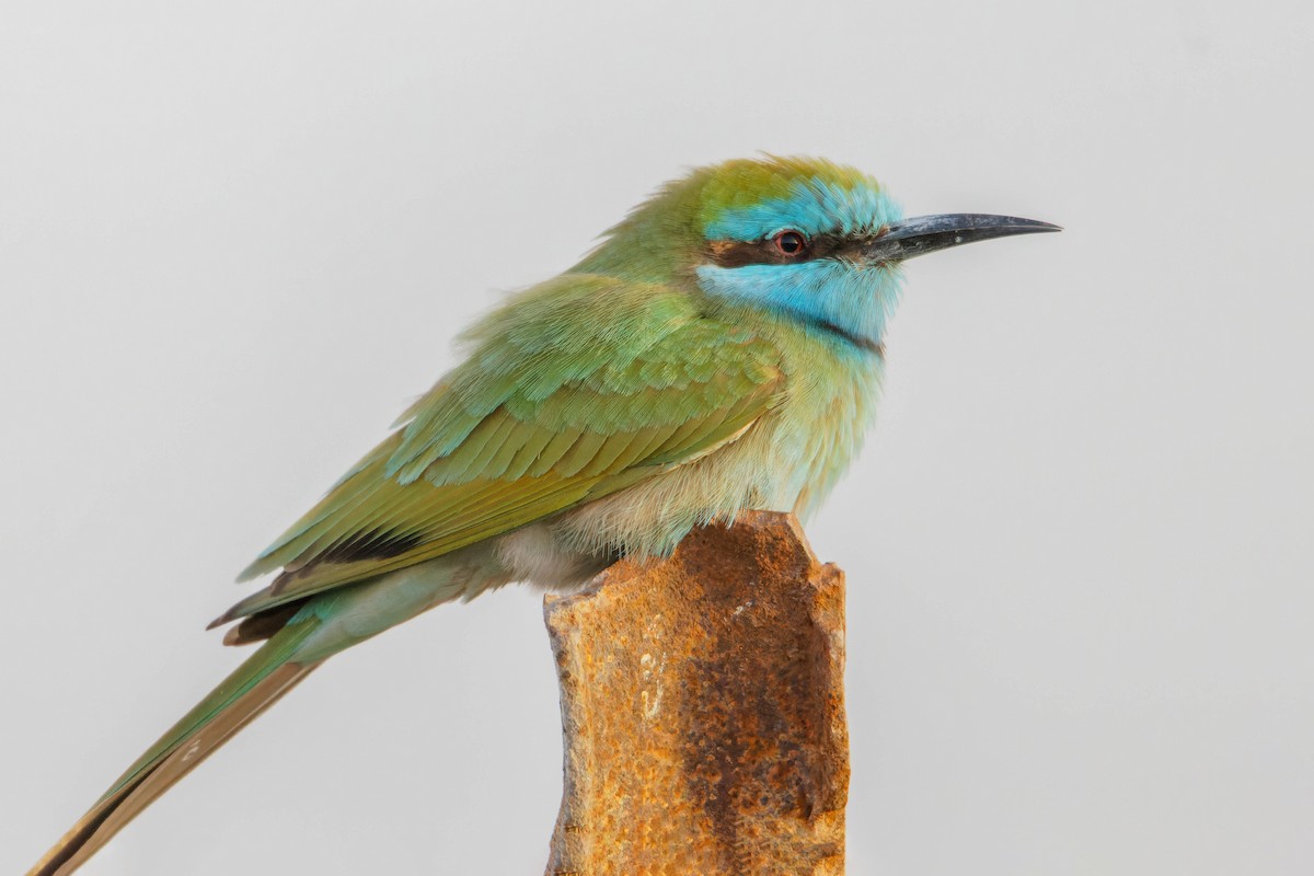 Arabian Green Bee-eater - ML612783857