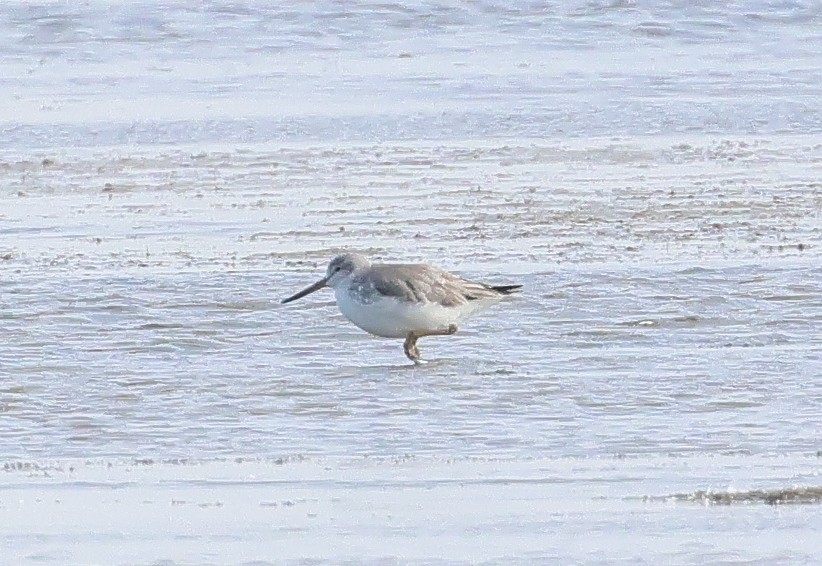 Nordmann's Greenshank - ML612783859
