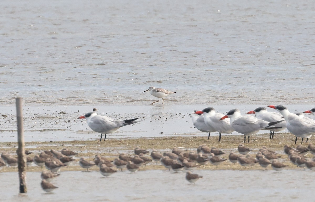 Nordmann's Greenshank - ML612783860