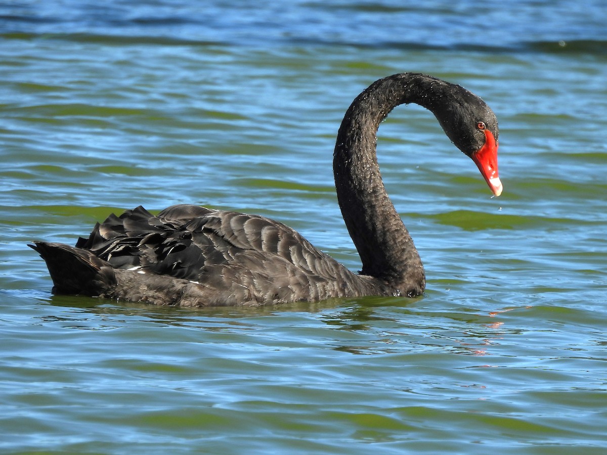 Black Swan - ML612783900