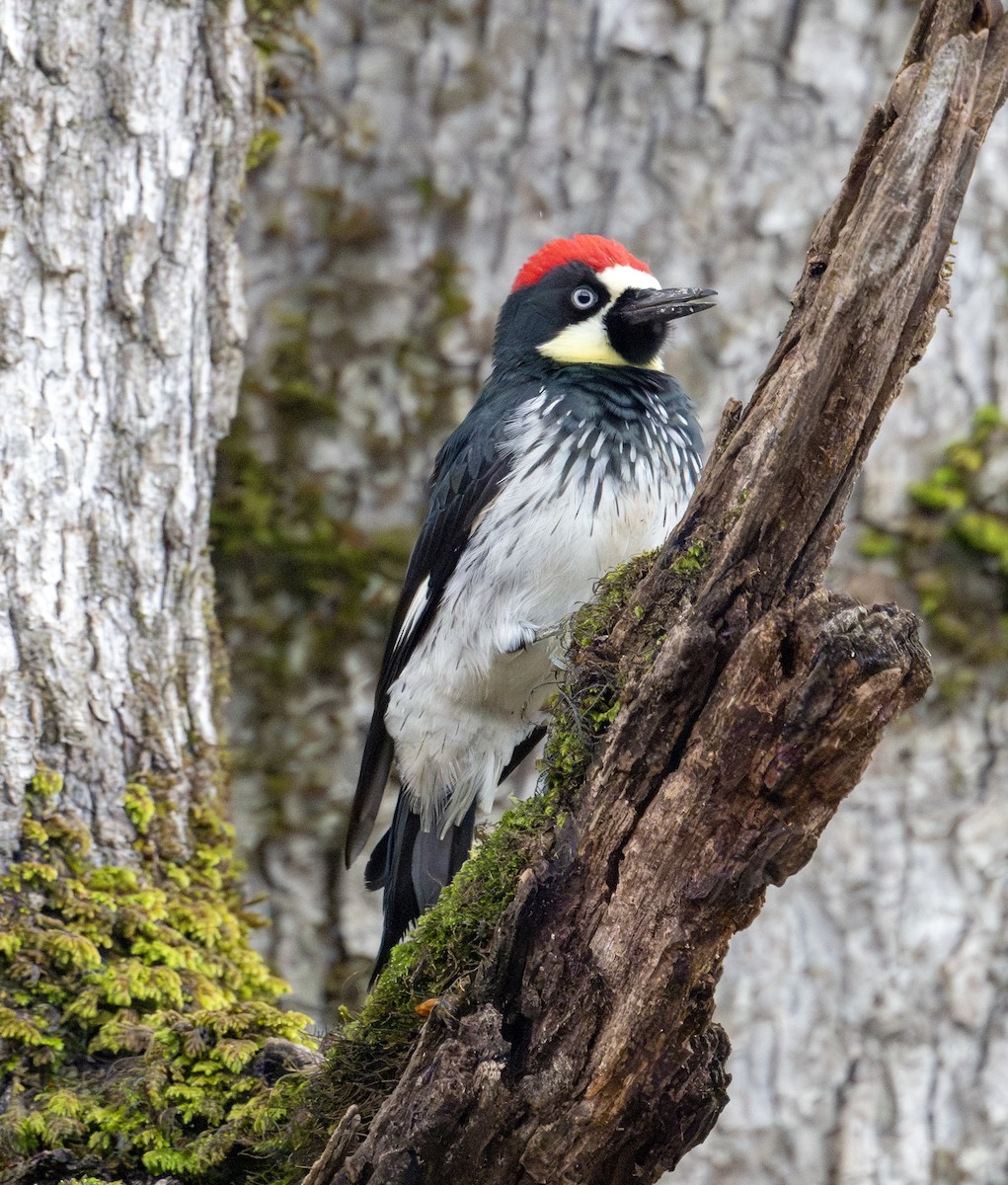 Acorn Woodpecker - ML612783905